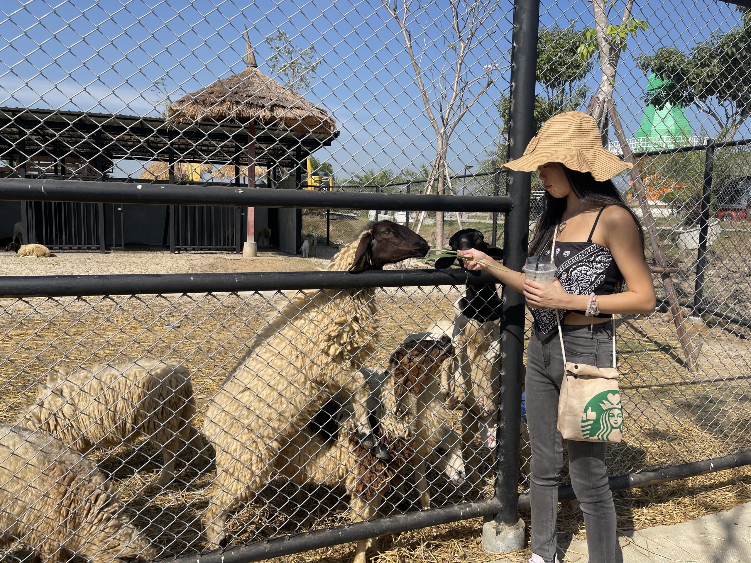 Review | Zucata Farm & Cafe in Ayutthaya Thailand | Animal Feeding - Monice